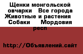 Щенки монгольской овчарки - Все города Животные и растения » Собаки   . Мордовия респ.